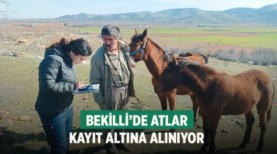 Bekilli’de atlar kayıt altına alınıyor: Mikroçip uygulaması