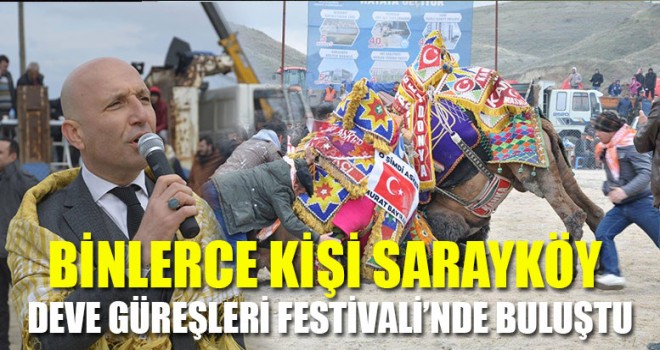 Binlerce Kişi Sarayköy Deve Güreşleri Festivali’nde Buluştu