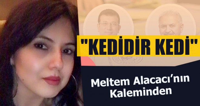 Kedidir Kedi