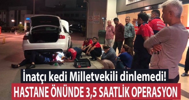 İnatçı kedi Milletvekili dinlemedi