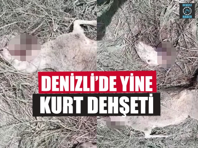 Denizli’de Yine Kurt Dehşeti