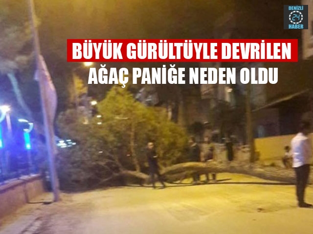 Büyük Gürültüyle Devrilen Ağaç Paniğe Neden Oldu