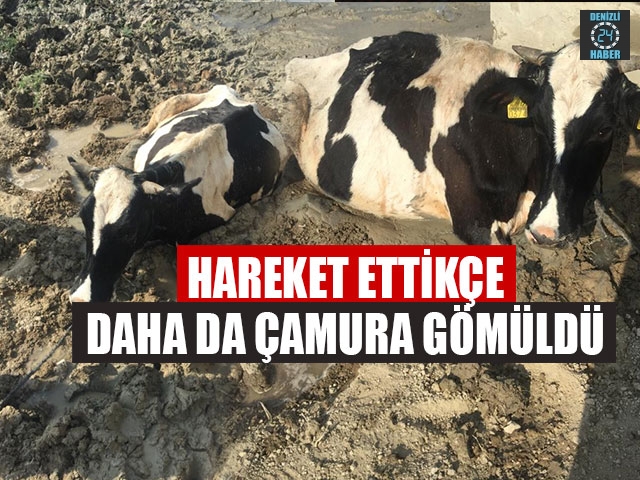 Hareket Ettikçe Daha Da Çamura Gömüldü