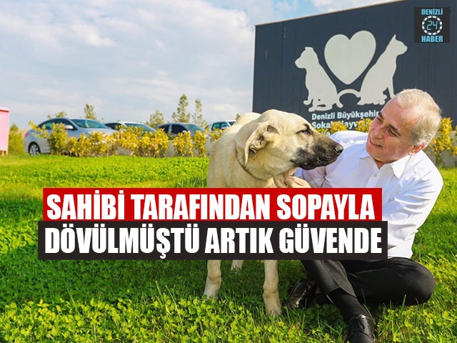 Sahibi Tarafından Sopayla Dövülmüştü Artık Güvende