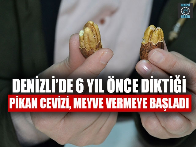 Denizli’de 6 yıl önce diktiği pikan cevizi, meyve vermeye başladı. 