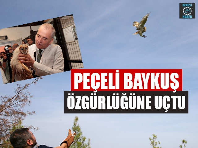 Peçeli Baykuş Özgürlüğüne Uçtu