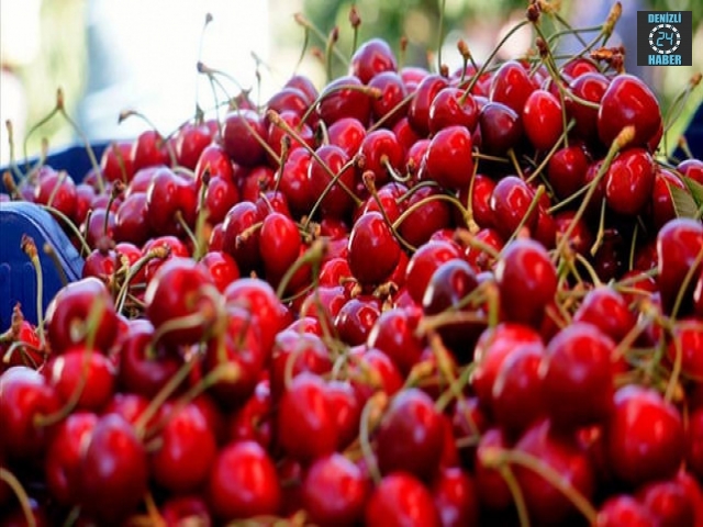 Honaz’da Erkenci Olarak Bilinen Kirazda Hasat Başladı