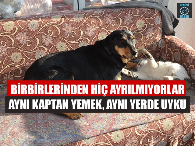 Birbirlerinden Hiç Ayrılmıyorlar Aynı Kaptan Yemek, Aynı Yerde Uyku