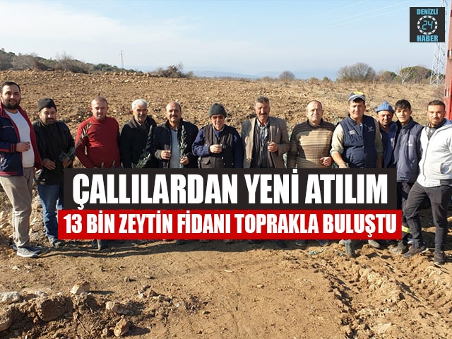 Çallılardan Yeni Atılım 13 Bin Zeytin Fidanı Toprakla Buluştu