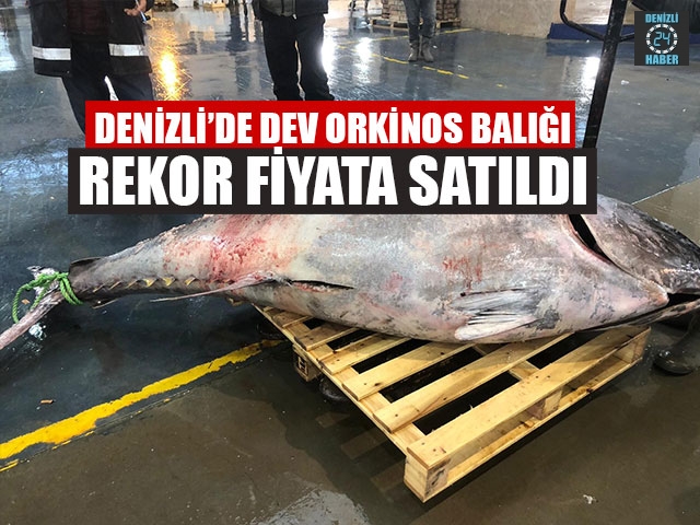 Denizli’de dev orkinos balığını görenler gözlerine inanamadı