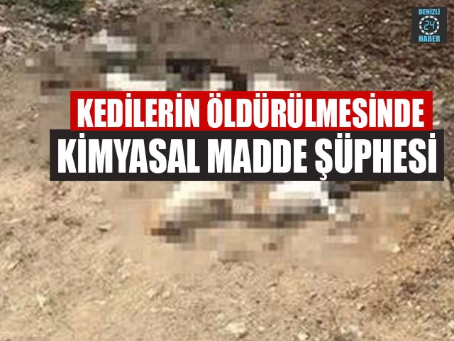 Kedilerin Öldürülmesinde Kimyasal Madde Şüphesi