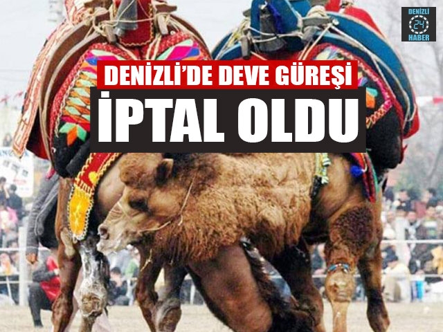 Denizli’de deve güreşi iptal oldu