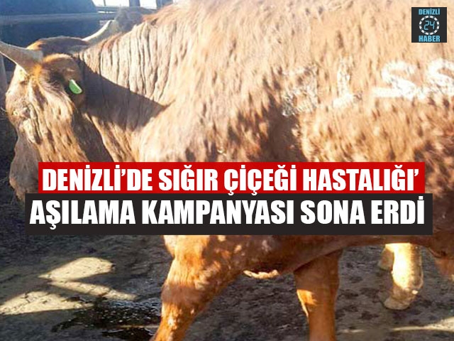Denizli’de Sığır Çiçeği Hastalığı’ Aşılama Kampanyası Sona Erdi