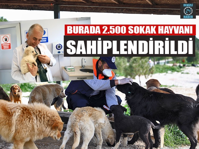 Burada 2.500 Sokak Hayvanı Sahiplendirildi