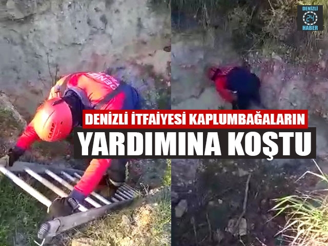 Denizli İtfaiyesi Kaplumbağaların Yardımına Koştu
