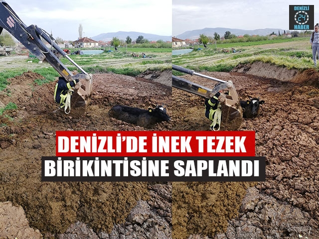 Denizli’de İnek Tezek Birikintisine Saplandı