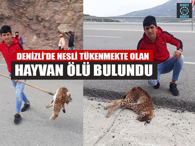 Denizli’de Nesli Tükenmekte Olan Hayvan Ölü Bulundu