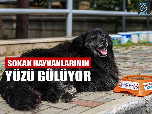 Sokak Hayvanlarının Yüzü Gülüyor