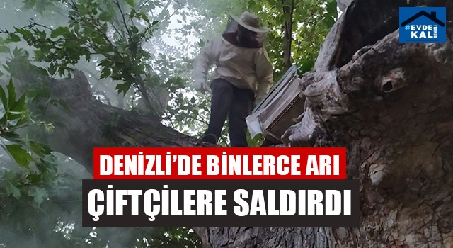 Denizli’de Binlerce Arı Çiftçilere Saldırdı