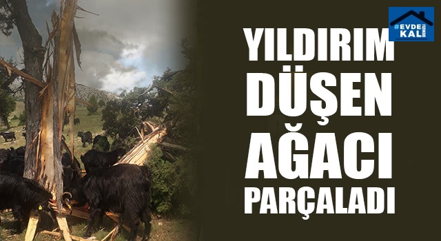 Denizli’de Yıldırım Düşen Ağaç Parçalandı