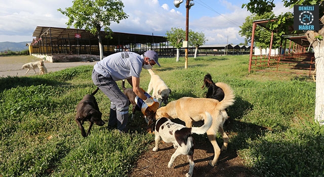 Efeler Belediyesi Sokak Hayvanlarını Korona Virüs Salgında Besliyor