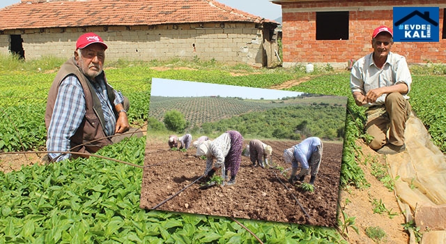 Manisa Salihli’de kapya biber ekildi
