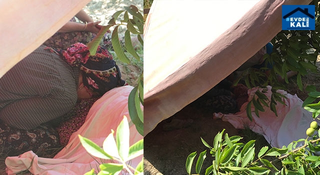 Aydın Kuşadası’nda ağaçtan düşen Resul İnanlı öldü