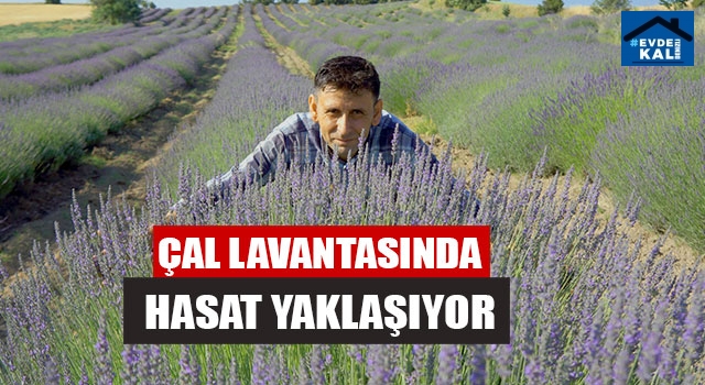Çal Lavantasında Hasat Yaklaşıyor