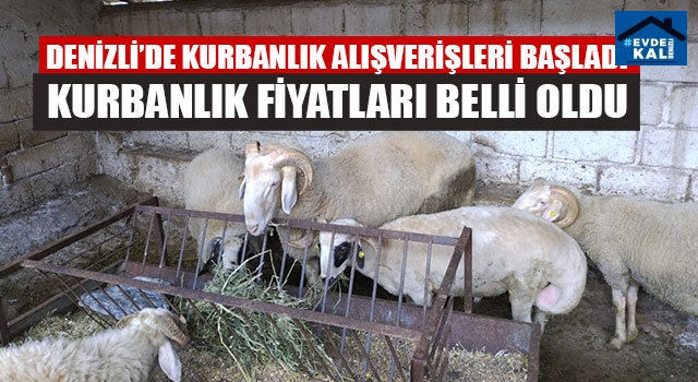 Denizli’de Kurbanlık Alışverişleri Başladı Kurbanlık Fiyatları Belli Oldu