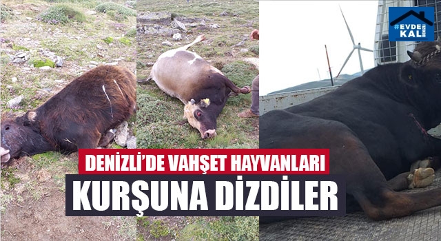 Denizli’de Vahşet Hayvanları Kurşuna Dizdiler