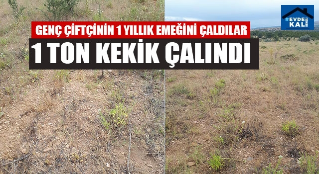 Genç Çiftçinin 1 Yıllık Emeğini Çaldılar 1 Ton Kekik Çalındı