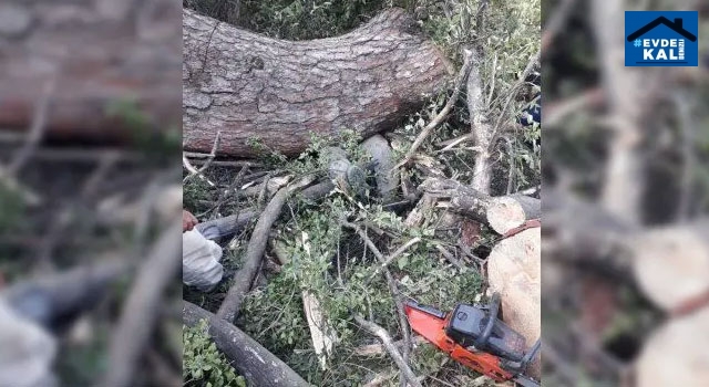 Uşak Banaz’da Mustafa Yıldırım ağacın altında kalarak öldü