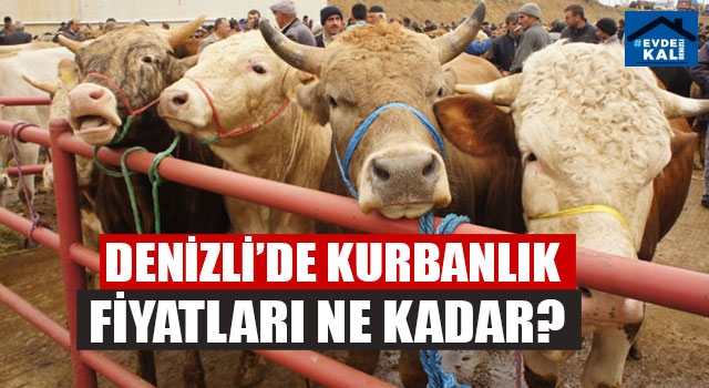 Denizli’de kurbanlık fiyatları ne kadar? (23 Temmuz 2020 Perşembe)