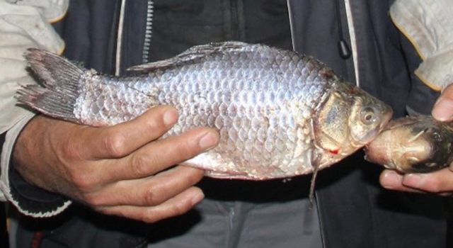 Recep Yazıcıoğlu Gökpınar Göleti'nde İsrail Sazanı