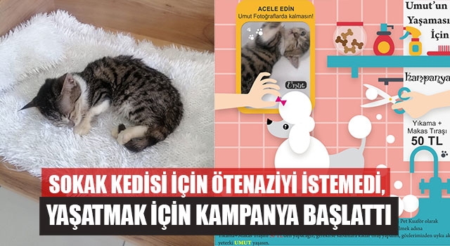 Sokak Kedisi İçin Ötenaziyi İstemedi,  Yaşatmak İçin Kampanya Başlattı