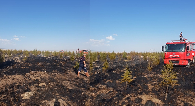 Afyonkarahisar’da Çıkan Yangında 200 Dekarlık Alan ve Çam Ağaçları Zarar Gördü