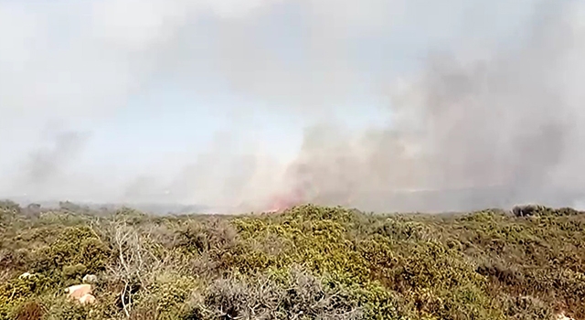 Aydın Didim’de makilik alanda yangın