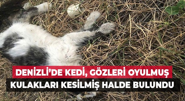 Denizli’de Kedi, Gözleri Oyulmuş Kulakları Kesilmiş Halde bulundu