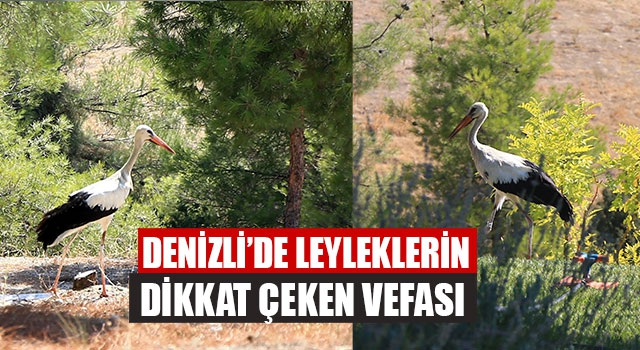 Denizli’de Leyleklerin Dikkat Çeken Vefası