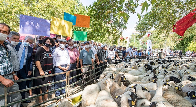 İzmir Kiraz’da çiftçilere küçükbaş hayvan dağıtıldı