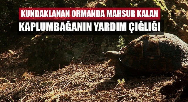 Kundaklanan ormanda mahsur kalan kaplumbağanın yardım çığlığı