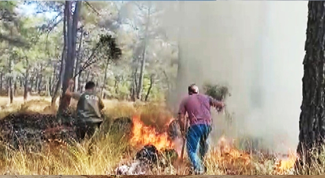 Muğla Menteşe’de orman yangını
