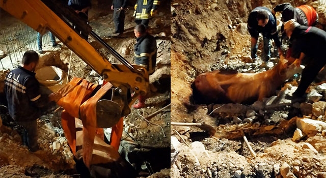 Tavşanlı’da Çukura Düşen İnek Kurtarıldı