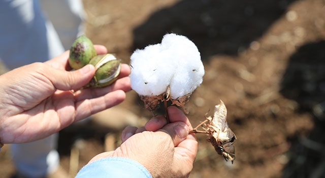 Beyaz Altında Hasat Dönemi Başladı
