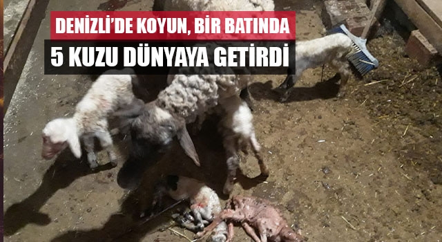 Denizli’de koyun, bir batında 5 kuzu dünyaya getirdi