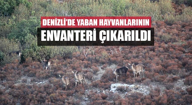 Denizli’de yaban hayvanlarının envanteri çıkarıldı