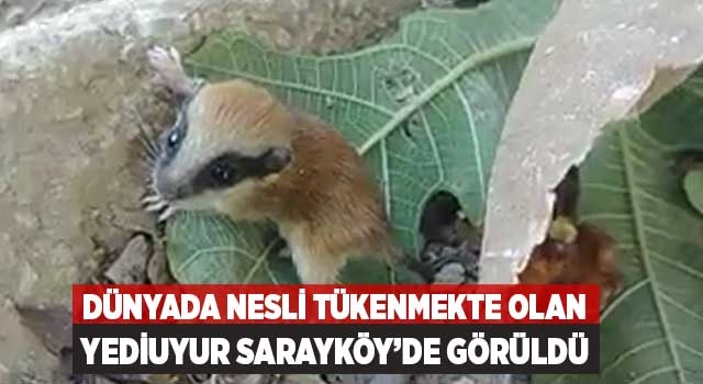 Dünyada Nesli Tükenmekte Olan Yediuyur Sarayköy’de Görüldü