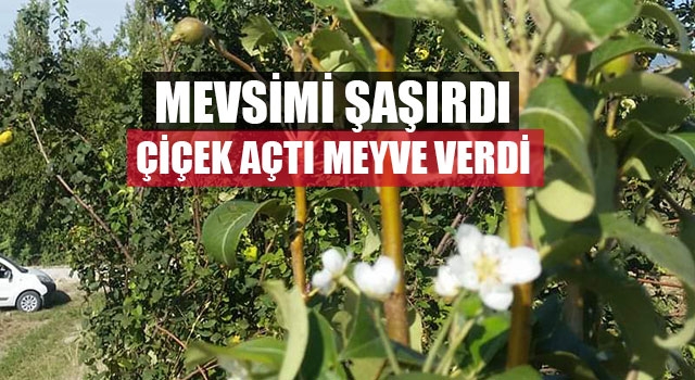 Armut Mevsimi Şaşırdı Çiçek Açtı Meyve Verdi
