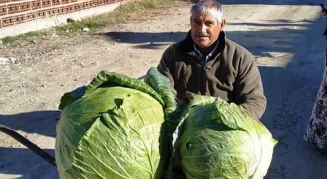 Kütahya’da yetişen devasa karpuz ve lahanalar