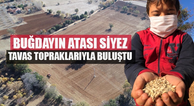 Buğdayın atası Siyez Tavas topraklarıyla buluştu